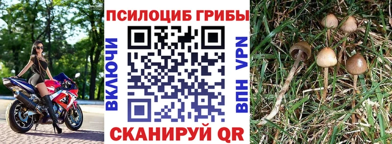 купить  сайты  Уржум  Галлюциногенные грибы GOLDEN TEACHER 